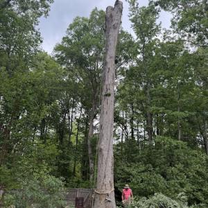 Be Thou Removed Tree Service