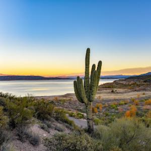 South Tree Service-Cactus Removal