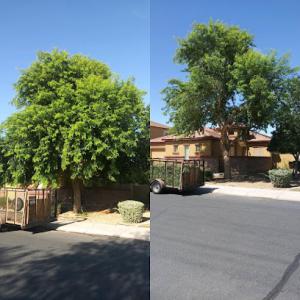 Arizona Tree Care & Services