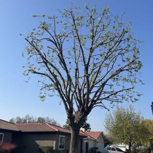 Henriquez Tree Service