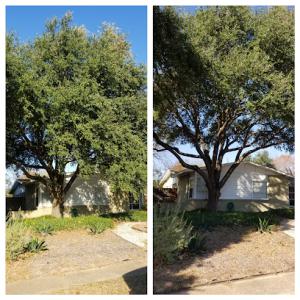 Lucky's Tree Service