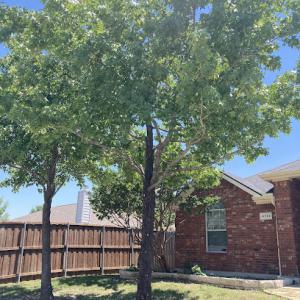 Ash Tree Service