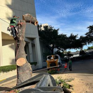 Canary Tree Services