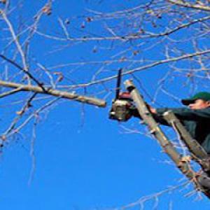 Arbortech Tree Service
