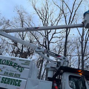 Tree Monkey Tree Service