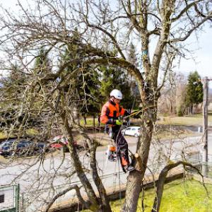Chesterfield Tree Service