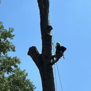 United Tree Service