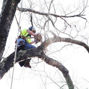 Mccollum's Tree Care