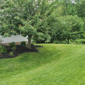 Bold Designs Lawn Care