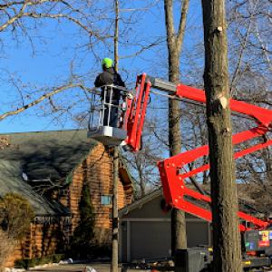 Monster Tree Service of Lake County