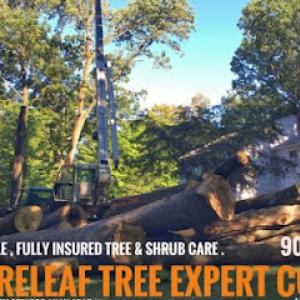 Arbor releaf tree expert's