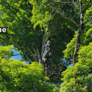 Alpine Tree Service
