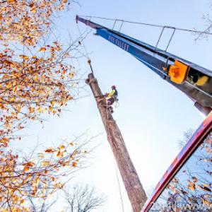 Pine Valley Tree Service