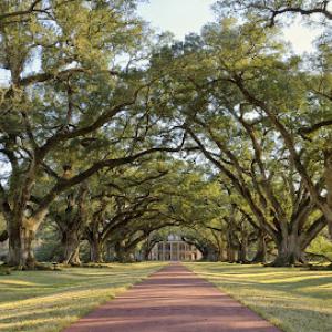 Tree Surgery by Ricky Vincent