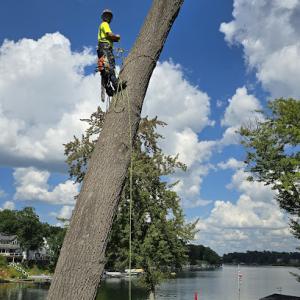 Brawner's Tree Service - Operations Yard