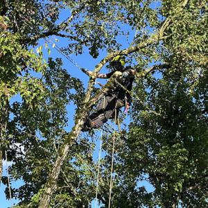 Heartwood Arbor Care