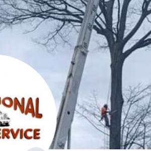 Traditional Tree Service