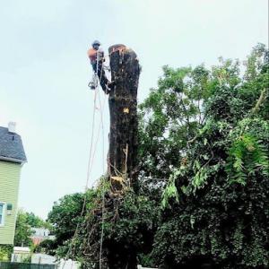 Golden Tree pruning,removal & stump service .
