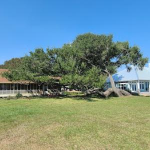 Lemond's Tree Services