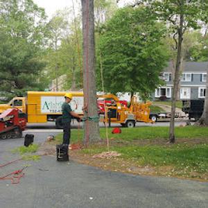 Arbor Rich Tree Service