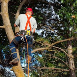 Corona Tree Service