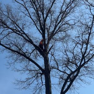 Cleveland Heights Tree Service