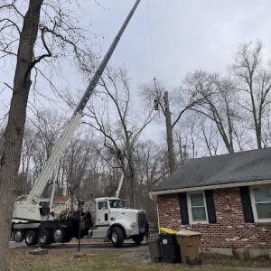 Eric's Tree & Stump Removal