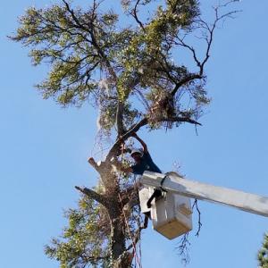 A&A Tree Service in Beaufort SC -Tree Removal ,Tree Maintenance, Tree Trimming & Stump Removal Company