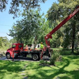 Beaufort Tree Service