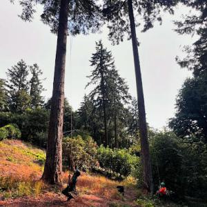 Harrity Tree Specialists
