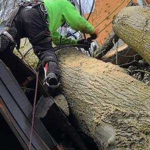 Western States Arboriculture