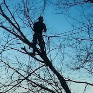 Dad's Tree Service