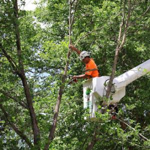 Vasili's Tree Service