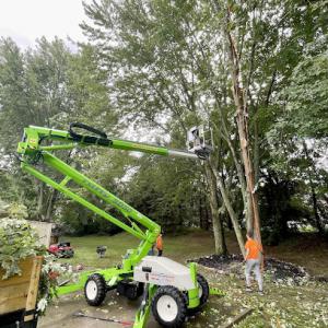 Lavish Landscape Tree Removal