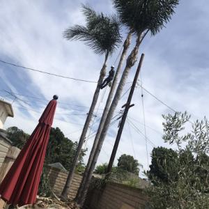 Adrian's Tree Service
