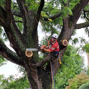 Cutting Edge Tree Professionals
