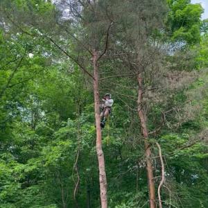 Aquilino Landscaping & Tree Service