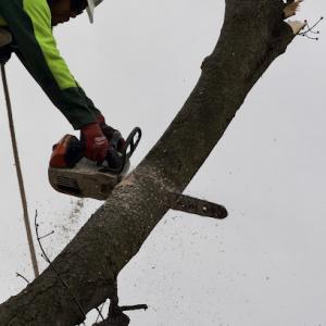 Cisneros Tree Service