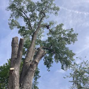 A & C Tree Service