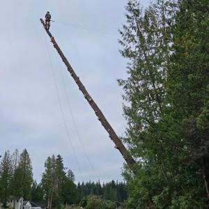 MTS Tree & Landscape