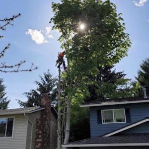 MVP Tree Services