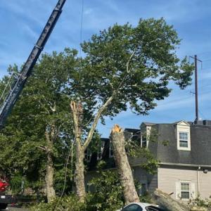 Clayton's Tree Service