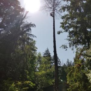 Northwest Treecare