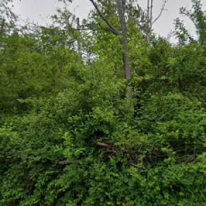 Linderman Tree Works