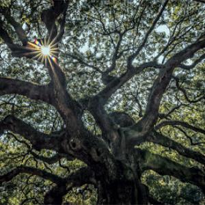 Neck of the Woods Tree Service