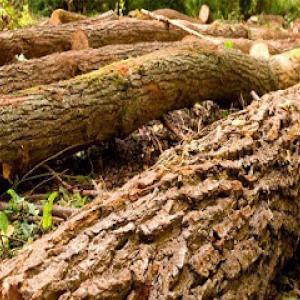 Rocky's Tree Service