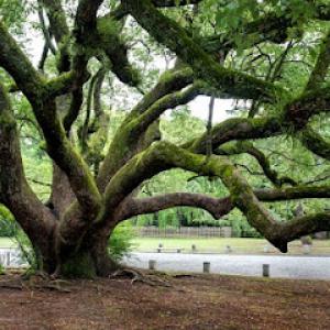 Texas Shade Tree Service