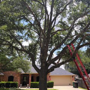American masters tree service