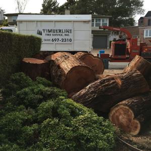 Timberline Tree Service