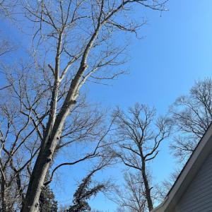 Team Gale Tree Service